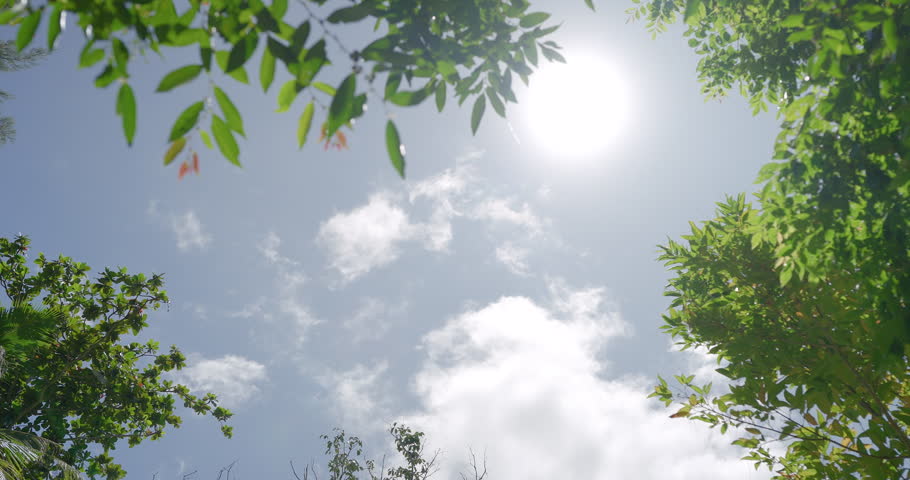 Sun rays break through foliage sky. Green leaves tree waving wind. sunlight against trees low angle view. copy space area