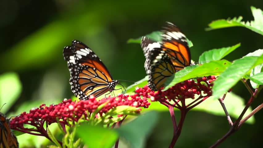 A butterfly is drinking nectar from a flower.