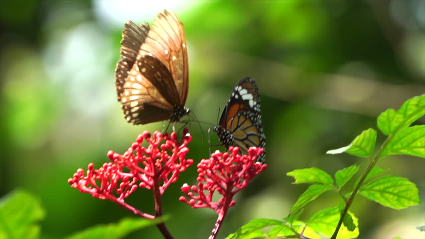 A butterfly is drinking nectar from a flower.