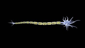 Neuron and synapses 3d animation, medical illustration. Neurogenesis, remyelination, myelin, schwann cells, neural network, neuroactivity, dendrid, neurotransmitters - Powered by Shutterstock - Get 15% off with code: PIKWIZARD15