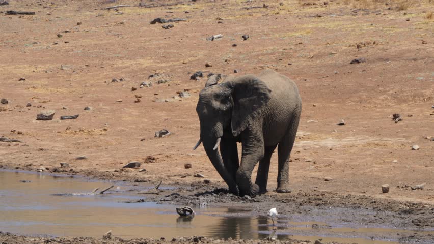 A 4K High Res clip of an elephant standing by a watering hole, splashing itself with mud and water, showcasing its cooling and playful behavior in the wild. Taken during a Safari Game Drive in Africa