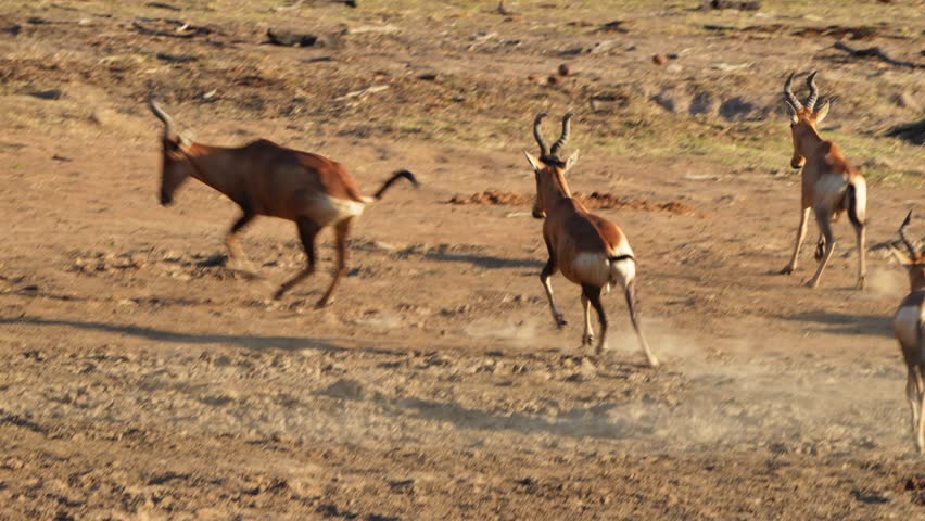 A 4K High Res clip of a herd of hartebeest pushing and shoving before settling down, capturing their social behavior and playful dynamics in the wild. Taken during a Safari Game Drive in Africa