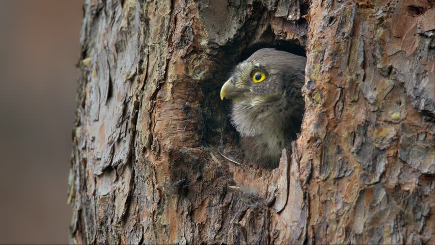 Baby Eurasian pygmy owl (Glaucidium passerinum), chick looking out of tree hole