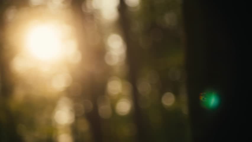 Soft golden sunset light shines through forest foliage creating a lens flare. Blurred bokeh background. Camera moving left and right. UHD footage. 