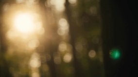 Soft golden sunset light shines through forest foliage creating a lens flare. Blurred bokeh background. Camera moving left and right. UHD footage.  - Powered by Shutterstock - Get 15% off with code: PIKWIZARD15