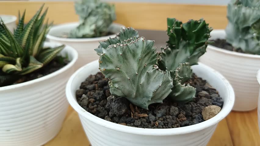 A dynamic video showcasing close-ups of unique potted succulents with textured leaves, elegantly arranged on a wooden surface, perfect for plant lovers and home decor inspiration