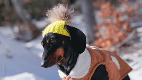 A black and tan dachshund wears a cute yellow knit hat with a pom-pom, standing outside against a snowy winter backdrop. - Powered by Shutterstock - Get 15% off with code: PIKWIZARD15