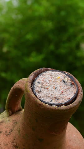 Great tit bird (parus major) perched on garden vase pecking suet fat food in autumn. Vertical video for social media