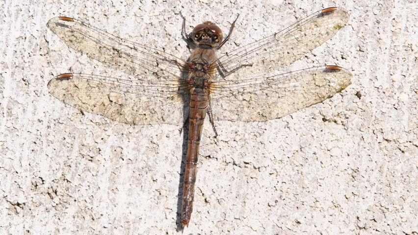 Dragonfly Sympetrum striolatum aka common darter is resting on the sunny place. 