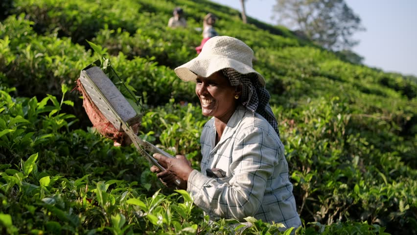 Tea plantation worker harvesting green tea leaves in india