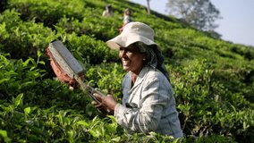 Tea plantation worker harvesting green tea leaves in india - Powered by Shutterstock - Get 15% off with code: PIKWIZARD15