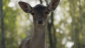 Whitetail spotted roe deer face close up wiggling ears slow motion. Young true deer grazing in the wild. Whitetail sika deer walking in forest - Powered by Shutterstock - Get 15% off with code: PIKWIZARD15