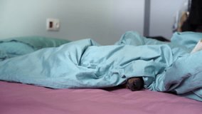 The dog hides under blanket, wakes up, smells breakfast and runs to the kitchen happily wagging its tail. A spoiled pet gets out of bed in the morning cheerful and energetic Hungry fidgety dachshund - Powered by Shutterstock - Get 15% off with code: PIKWIZARD15