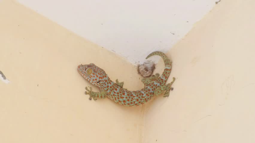 gecko or large lizard on the wall