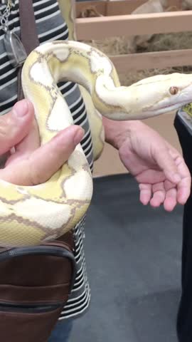 Friendly Snake at The Shopping Mall