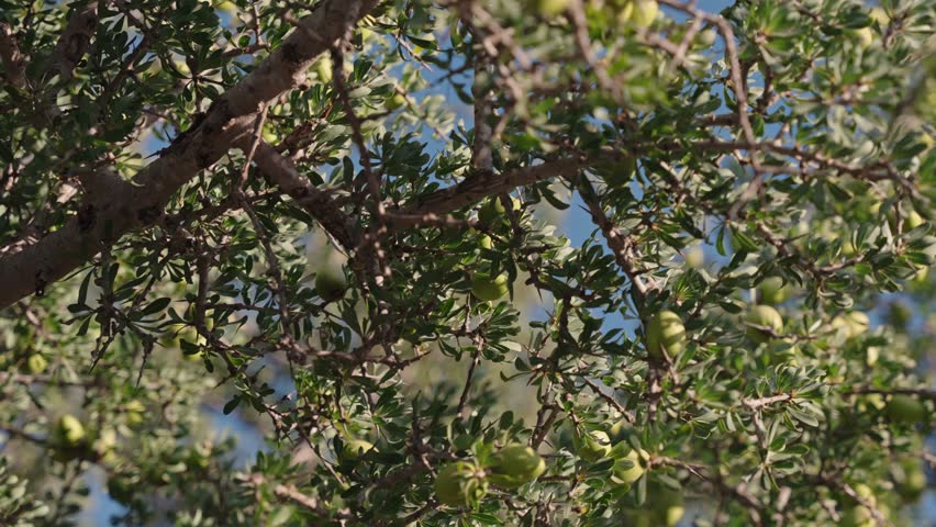 Close-Up of Argan Fruits Hanging on Tree in Morocco’s Sous Valley