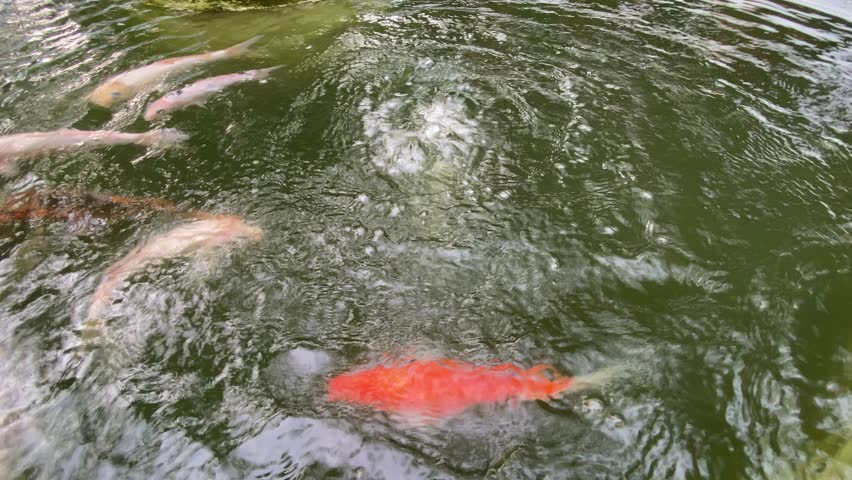 A view of colorful koi fish swimming near the surface of the water.