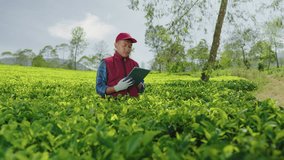 A Male Farmer Stands in the Tea Field, Using a Tablet to Observe and Record Data on Tea Plants Ready for Harvest. Emphasizing Technology in Smart Farming. - Powered by Shutterstock - Get 15% off with code: PIKWIZARD15