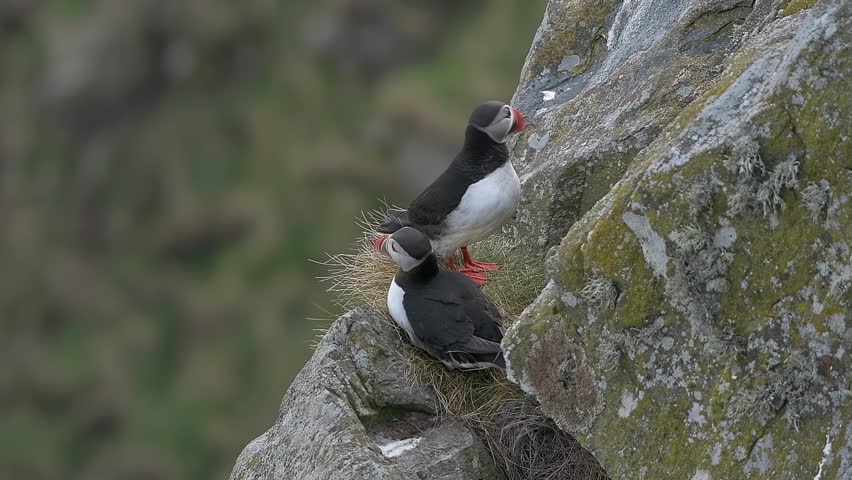 Close up of beautiful vibrant Atlantic Puffins in Norway