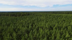 coniferous forest fir pine flyby drone Poland - Powered by Shutterstock - Get 15% off with code: PIKWIZARD15