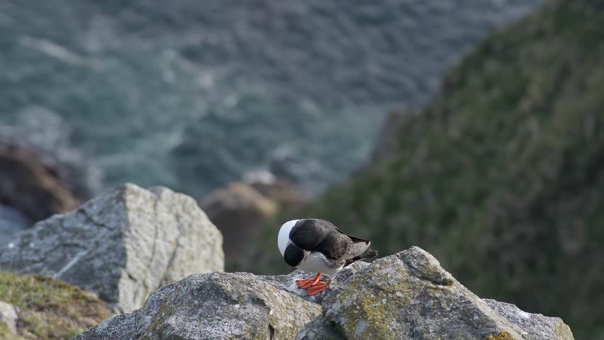 Atlantic Puffin Bird Sitting on Rocky Cliff with the Atlantic Ocean