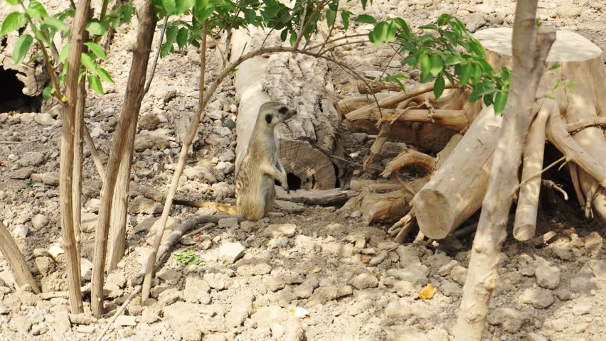 High definition footage of animals playing joyfully in their natural habitat