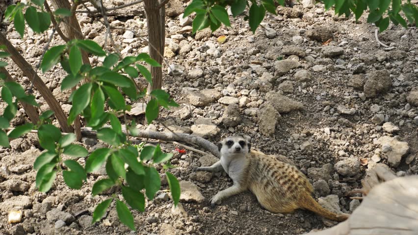High definition footage of animals playing joyfully in their natural habitat
