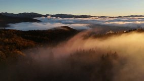 Golden morning sunlight pierces the fog over a lush, forested mountain landscape - Powered by Shutterstock - Get 15% off with code: PIKWIZARD15