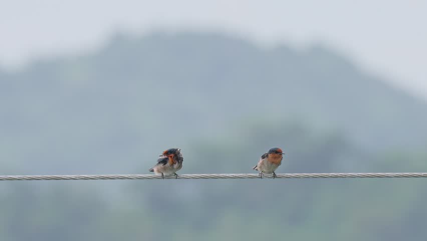 Two swallow perched on a wire on slow motion
