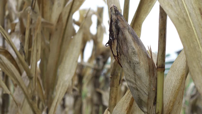Close-up of dry corn. Harvest dry stalks of corn on the field in late summer or autumn. Corn cobs damaged by pests, crop failure in summer