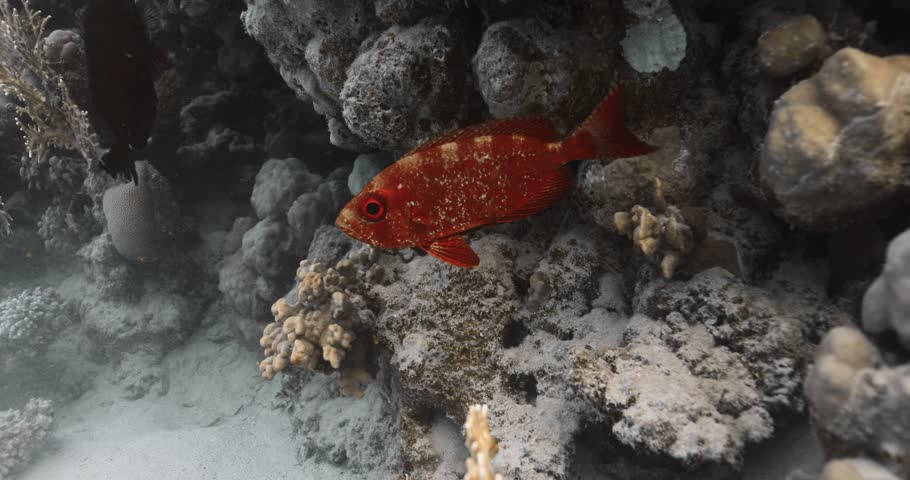Medium shot of orange fish with big eyes sleeping