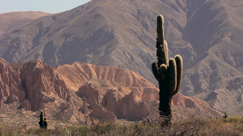 Cardón Cactus in the Argentine Altiplano, Salta Province, Argentina - 4K