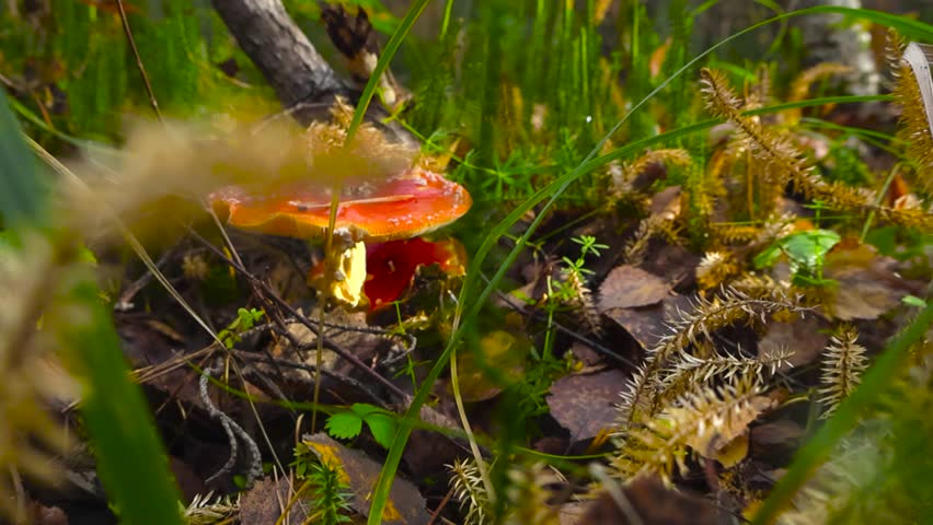 Close up of Fly Agaric Mushroom on autumn forest floor with natural light and vibrant colors, camera slowly moving closer on low angle view through the blades of green grass, moss in Estonian woodland