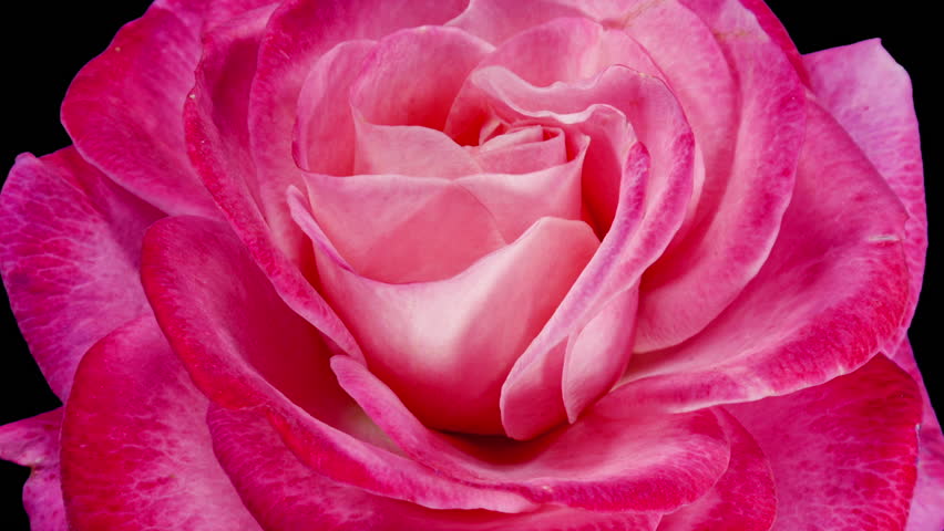 Pink Rose Plant Blooming Flower in Time Lapse on a Black Background. Single Red Flower Opens Bud and Moving Petals in Timelapse
