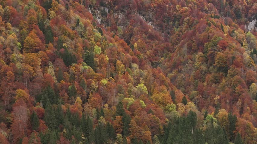 A vibrant autumn scene of dense forest at Klöntalersee, Switzerland, blending colorful deciduous foliage with evergreen pines, creating a rich, seasonal tapestry.