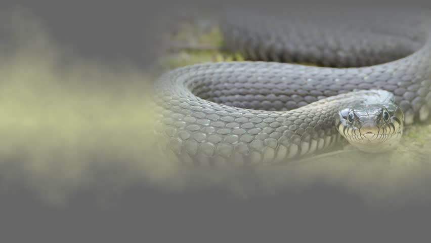 The Year of the Snake. New Year card. Happy New Year 2025. The screensaver for video editing is an inscription in Chinese. Chinese New Year.