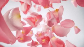 Super Slow Motion of Falling Pink Rose Petals on White Background. Camera Placed on High Speed Cine bot, Rotating Around. Filmed on High Speed Cinema Camera, 1000 fps. - Powered by Shutterstock - Get 15% off with code: PIKWIZARD15