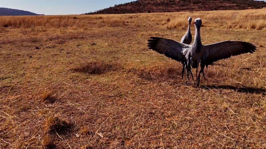Stanley crane spreads wings during courtship dance ritual in dry landscape