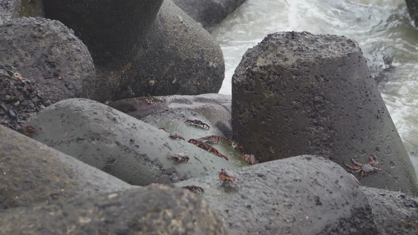 Group of Soldier crabs or genus Dotilla on rock boulders of ocean coast at marine drive mumbai