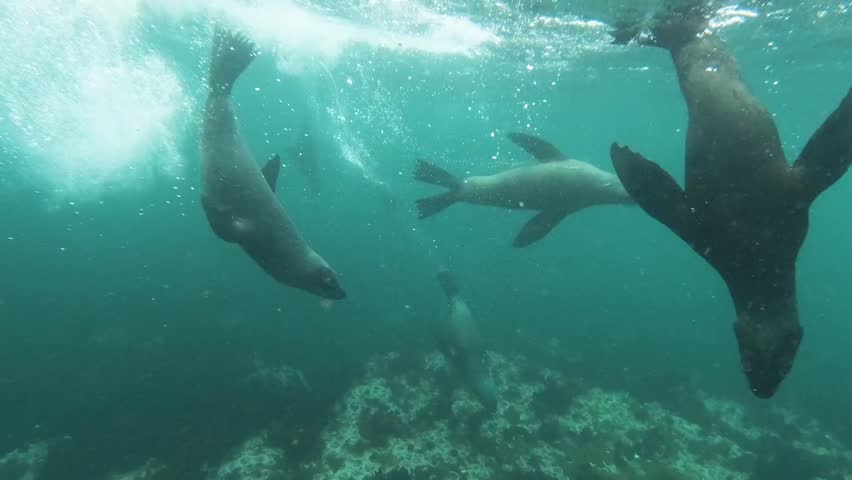 Underwater view reveals seals gracefully swimming in clear turquoise sea. Their sleek bodies glide through water, capturing peaceful moment of marine life in natural habitat