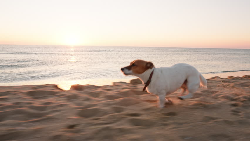 Active dog Jack Russell Terrier runs along sandy beach by ocean enjoying freedom under warm sunrise. Playful dog captures joy nature seaside adventure against blue sky dawn summer. Lifestyle. Pet care