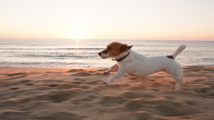 Active dog Jack Russell Terrier runs along sandy beach by ocean enjoying freedom under warm sunrise. Playful dog captures joy nature seaside adventure against blue sky dawn summer. Lifestyle. Pet care