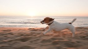 Active dog Jack Russell Terrier runs along sandy beach by ocean enjoying freedom under warm sunrise. Playful dog captures joy nature seaside adventure against blue sky dawn summer. Lifestyle. Pet care - Powered by Shutterstock - Get 15% off with code: PIKWIZARD15