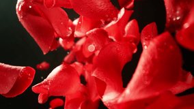 Super Slow Motion of Falling Rose Petals on Black Background. Camera Placed on High Speed Cine bot, Rotating Around. Filmed on High Speed Cinema Camera, 1000 fps. - Powered by Shutterstock - Get 15% off with code: PIKWIZARD15
