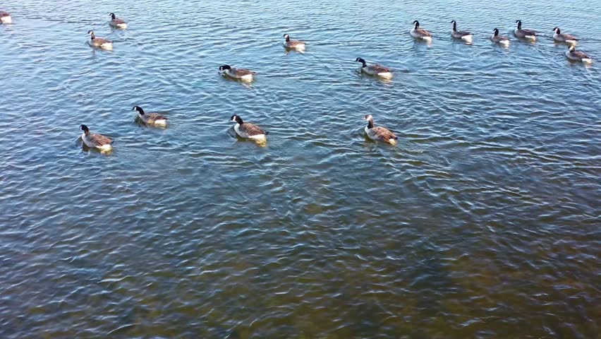 A peaceful scene of a flock of Canadian Geese, often called Canada Geese swimming together in a straight line on a calm lake, reflecting tranquility and natural beauty in a harmonious setting.