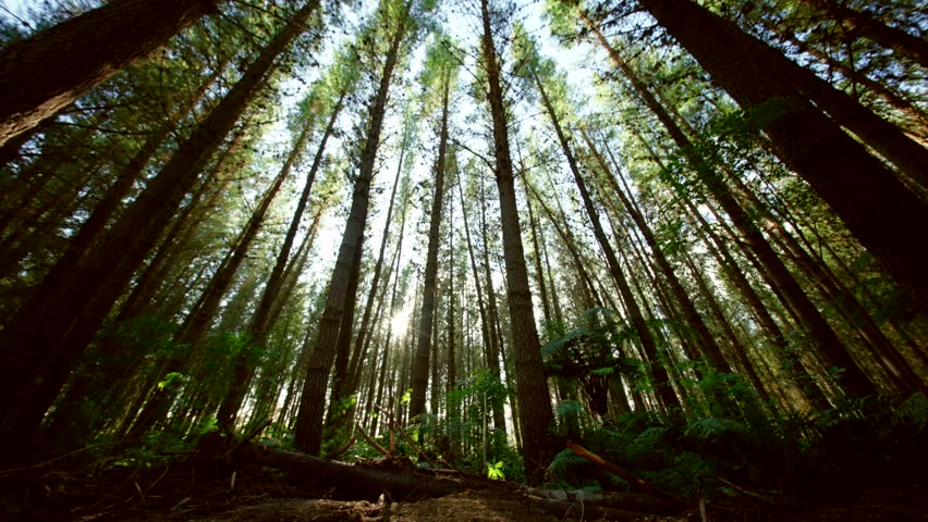 New Zealand Pine forest - mature trees - steadily moving