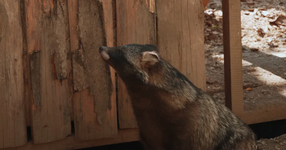 A raccoon dog sniffs a wooden fence in its enclosure at the zoo. The raccoon dog shows curiosity and interacts with its surroundings in the warm sunlight. Fluffy and adorable raccoon dog.