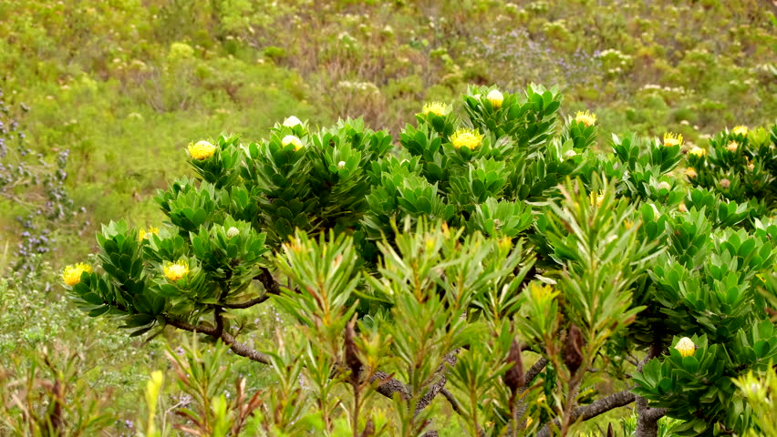 Leucospermum cordifolium pincushion bush in fynbos mountain terrain, Hermanus