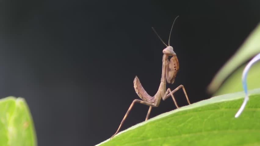 Shot of a Praying Mantis on a Leaf 1080