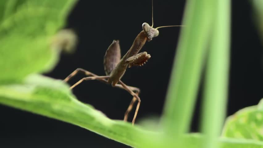 Shot of a Praying Mantis on a Leaf Immovable 1080
